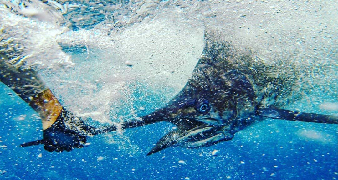 Underwater image of a man grabbing bill of large blue marlin before releasing