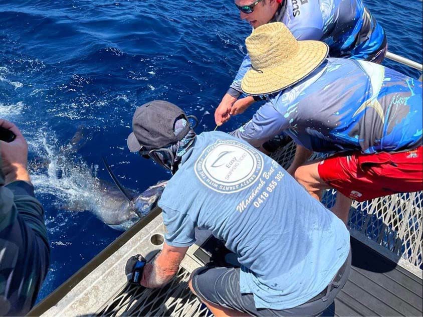 Tagging a large blue marlin