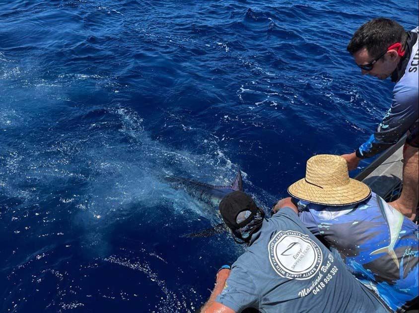 Blue marlin catch almost to boat