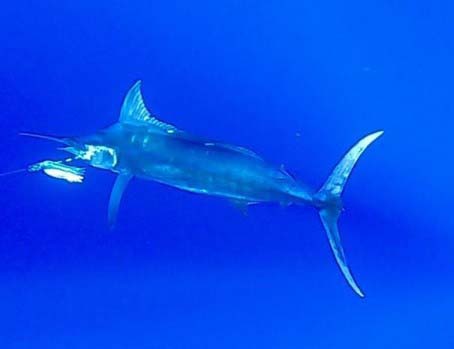 Underwater photo of a large blue marlin caught off the coast of Australia